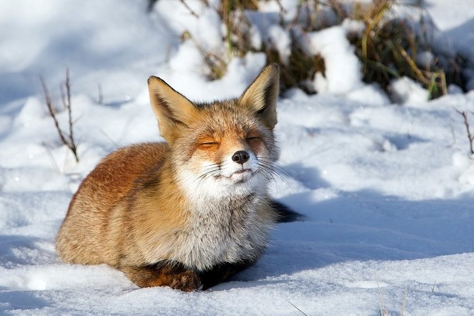 Ounasvaara and Ranua Zoo - Weather matters in Lapland: plan for a flexible day