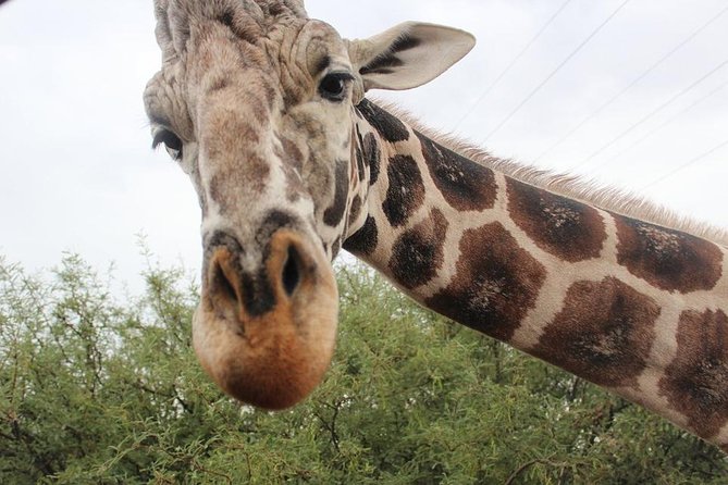 Out of Africa Wildlife Park Admission Ticket - Key Highlights You’ll Feel Immediately