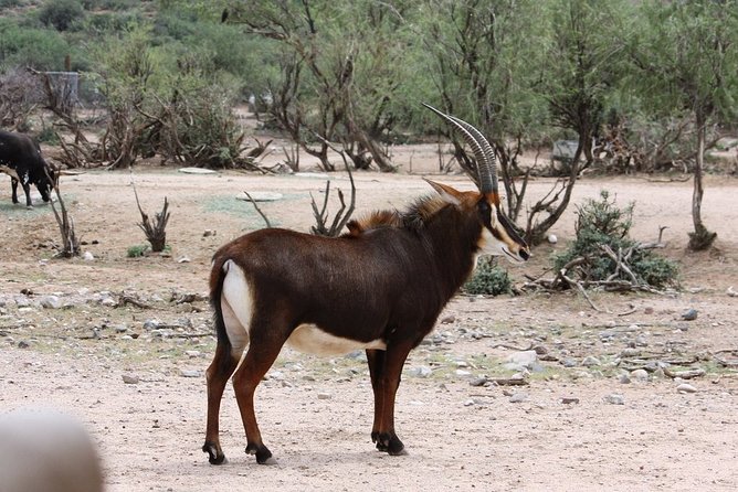 Out of Africa Wildlife Park Admission Ticket - What You’re Actually Buying for $42.95 in Camp Verde
