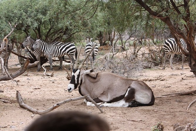 Out of Africa Wildlife Park Admission Ticket - The African Bush Safari: Your Main Wildlife Viewing Block