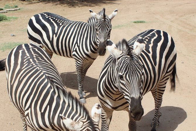 Out of Africa Wildlife Park Admission Ticket - The Up-Close Moments: Giraffes, Big Cats, and Photo Opportunities