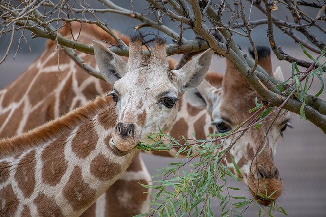 Out of Africa Wildlife Park Admission Ticket - Shuttle Rides, Walking Pace, and Staying Comfortable for 5 to 6 Hours