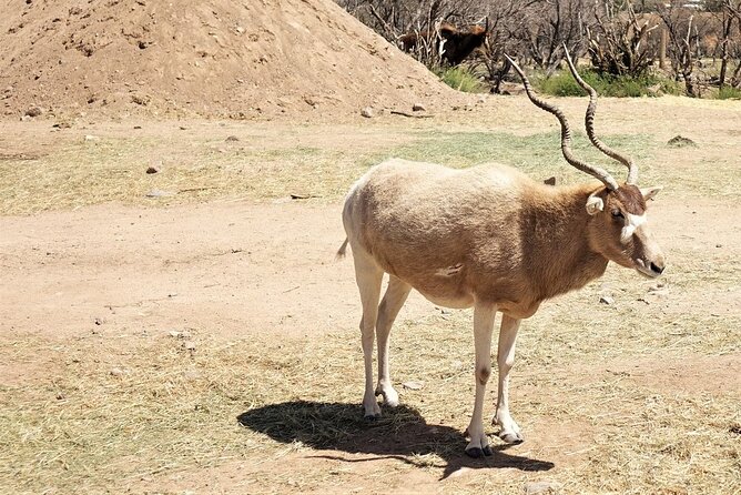 Out of Africa Wildlife Park Admission Ticket - Who This Ticket Suits Best (And Who Might Want a Different Day Plan)