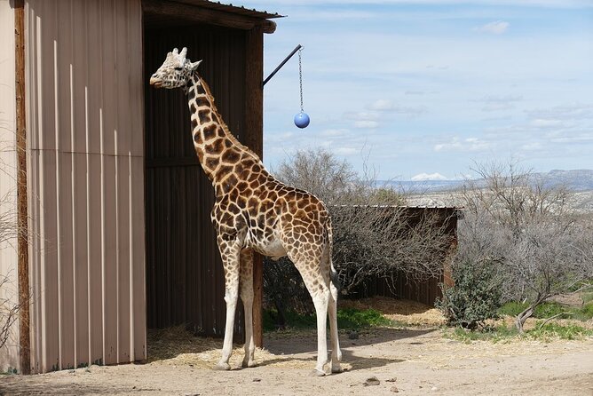 Out of Africa Wildlife Park Admission Ticket - Getting There From Sedona: Location and Timing That Make It Work