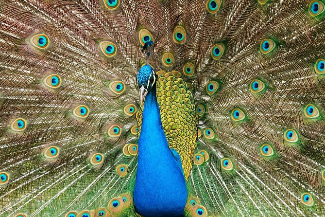 Pafos Zoo Ticket - Key highlights you should know