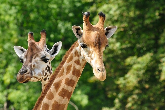 Pafos Zoo Ticket - Pafos Zoo Tickets: A simple plan that fits real vacation schedules