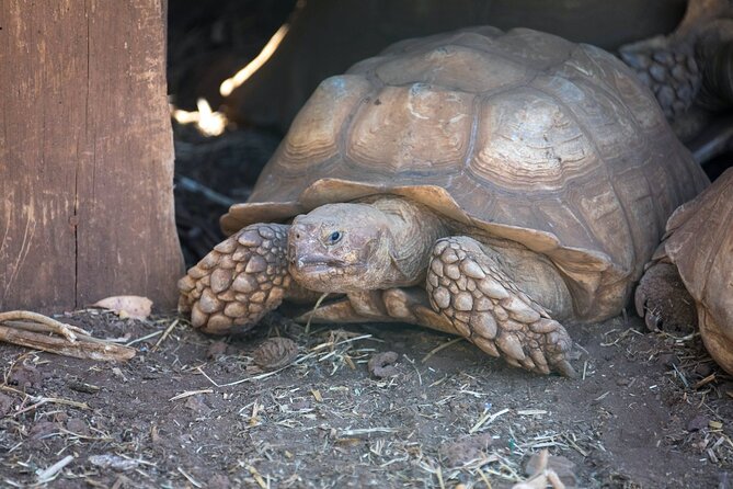 Pafos Zoo Ticket - Parrot show and the children’s farm: the easiest “family win”