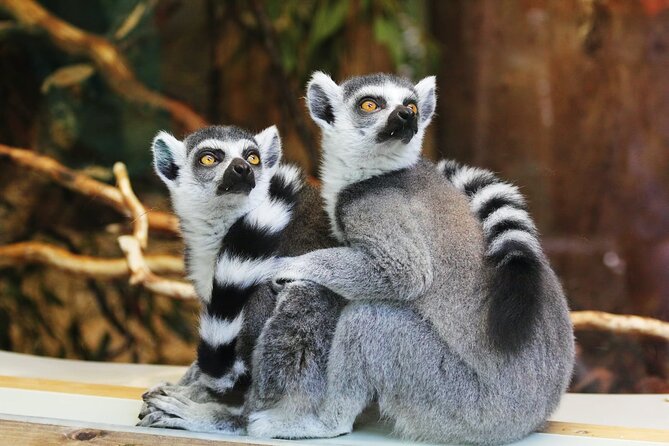 Pafos Zoo Ticket - The best interaction moments: lemur and elephant add-ons