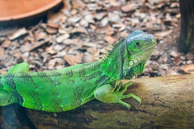 Pafos Zoo Ticket - Value check: what you’re paying for at $22.28 per person