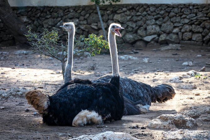 Pafos Zoo Ticket - The balance check: great moments, but go in with realistic expectations