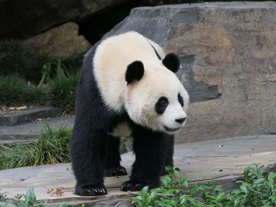 Panda & Friends Tour and a Day at Adelaide Zoo - Key highlights at a glance