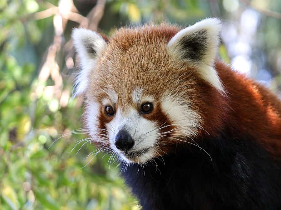 Panda & Friends Tour and a Day at Adelaide Zoo - Small practical tips that make the morning easier