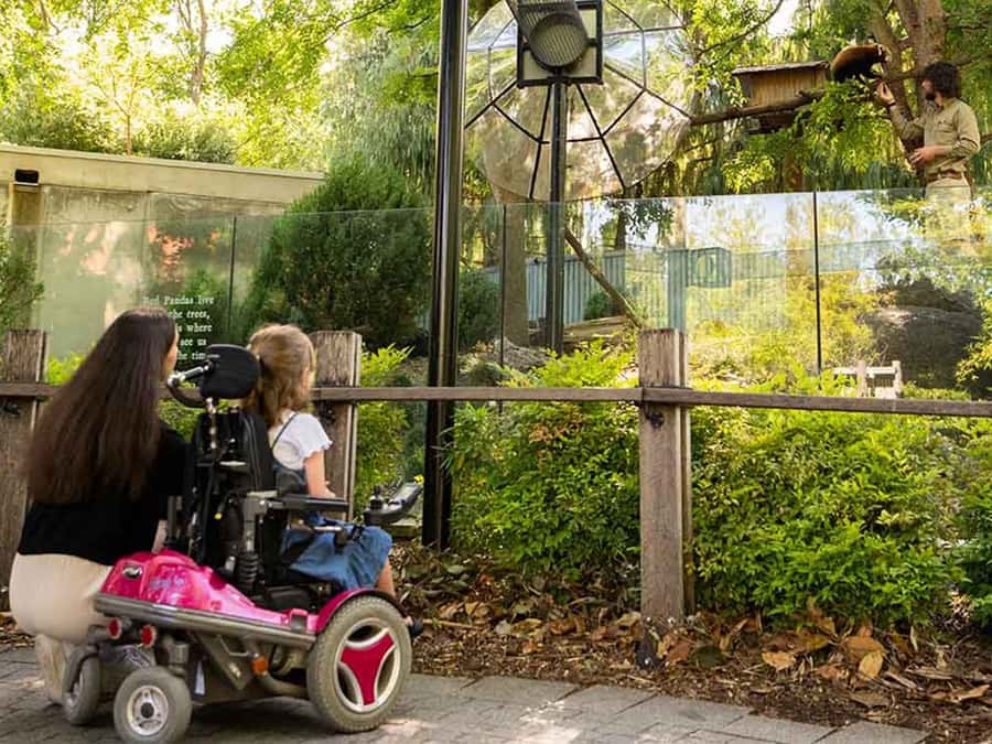 Panda & Friends Tour and a Day at Adelaide Zoo - A panda morning at Adelaide Zoo that actually feels calm