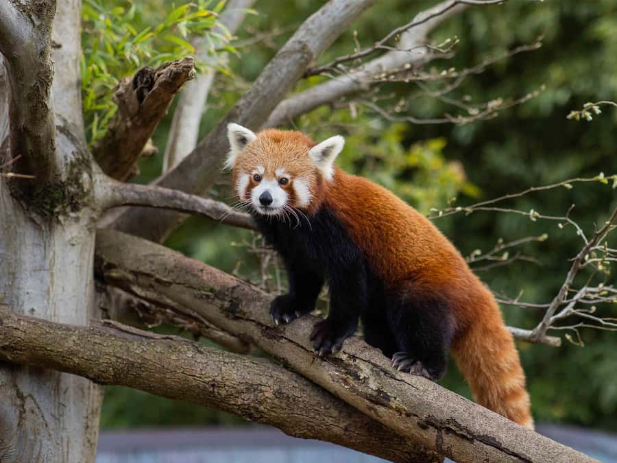 Panda & Friends Tour and a Day at Adelaide Zoo - Australia’s only Giant Pandas: Yi Lan and Xing Qiu up close