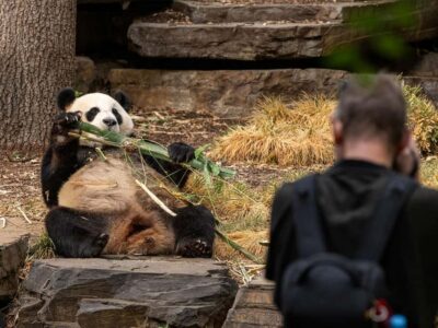 Panda & Friends Tour and a Day at Adelaide Zoo - Your 2.5-hour timeline: how the morning flows