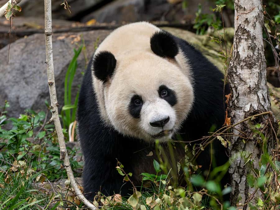 Panda & Friends Tour and a Day at Adelaide Zoo - Morning tea at Wisteria Café: the pause that refreshes the whole trip