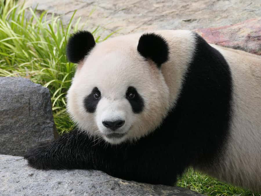 Panda & Friends Tour and a Day at Adelaide Zoo - The guided walk: more than animals, with conservation stories