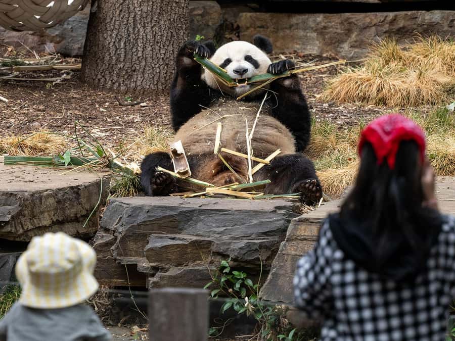 Panda & Friends Tour and a Day at Adelaide Zoo - Who should book Panda & Friends (and who might not love it)