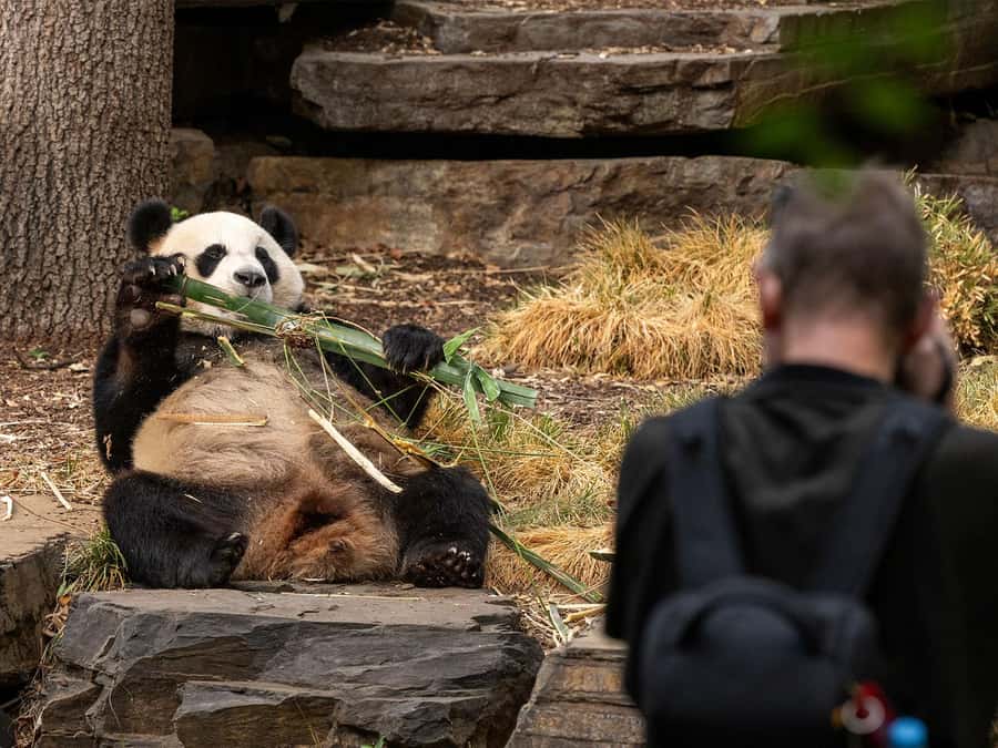 Panda & Friends Tour and a Day at Adelaide Zoo - Your 2.5-hour timeline: how the morning flows