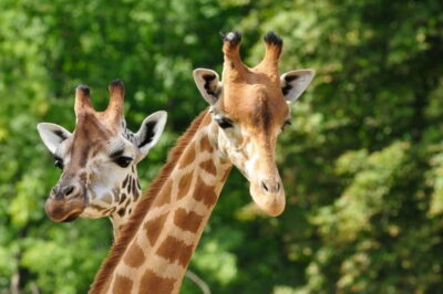 Paphos: Zoo Visit and Blue Lagoon Cruise with Guide & Lunch - Pafos Zoo in banana plantations: what to look for