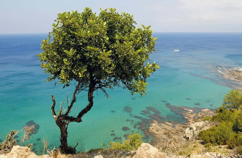 Paphos: Zoo Visit and Blue Lagoon Cruise with Guide & Lunch - Price and value: is $80 a fair deal?