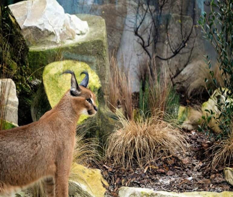 Paris: Ménagerie Zoo of Jardin des Plantes Entrance Ticket - Jardin des Plantes: why this Paris zoo feels like a living classroom