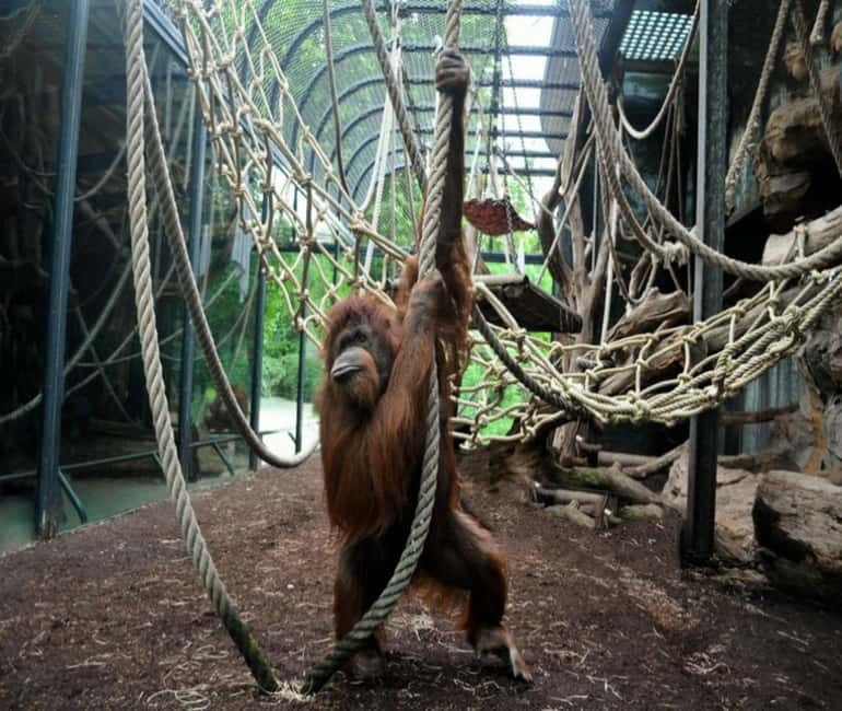 Paris: Ménagerie Zoo of Jardin des Plantes Entrance Ticket - Meet the stars: Rothschild’s mynahs, golden lion tamarins, and Arabian oryx