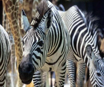 Paris: Ménagerie Zoo of Jardin des Plantes Entrance Ticket - Getting your bearings: what a 1-day visit really means