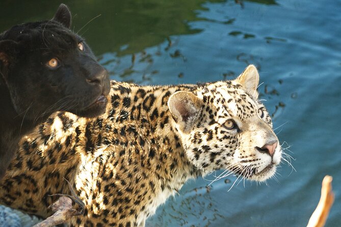 Parrot World Immersive Wildlife Park Entry Ticket next to Paris - Key highlights to look for