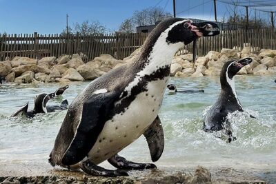 Parrot World Immersive Wildlife Park Entry Ticket next to Paris - Your ticket: what you get in 2–3 hours