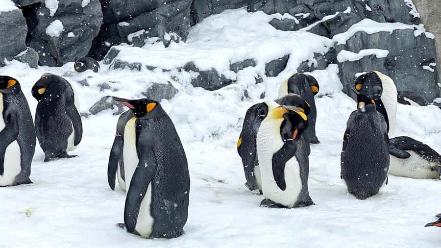 Penguin Fun & Snowmobile : Sapporo Winter (Asahiyama Zoo) - Key points at a glance