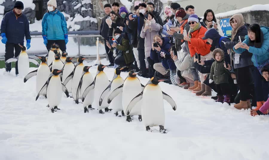 Penguin Fun & Snowmobile : Sapporo Winter (Asahiyama Zoo) - Asahiyama Zoo in winter: penguins, seals, and the snow-feel animals love