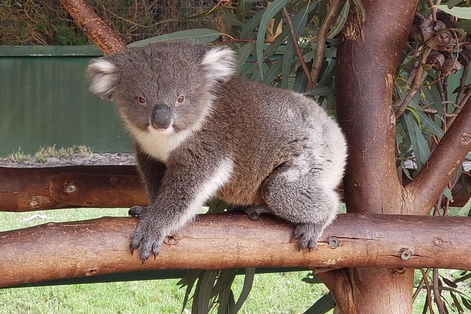 Perth Wildlife Park & City Highlights - Premium Small Group Tour - Scarborough and the Sunset Coast drive: ocean views without the whole day