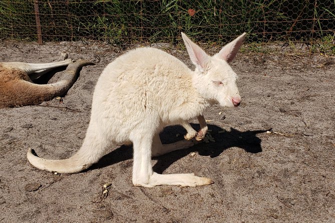 Perth Wildlife Park & City Highlights - Premium Small Group Tour - Elizabeth Quay Bridge vistas: ending in the city’s modern heart