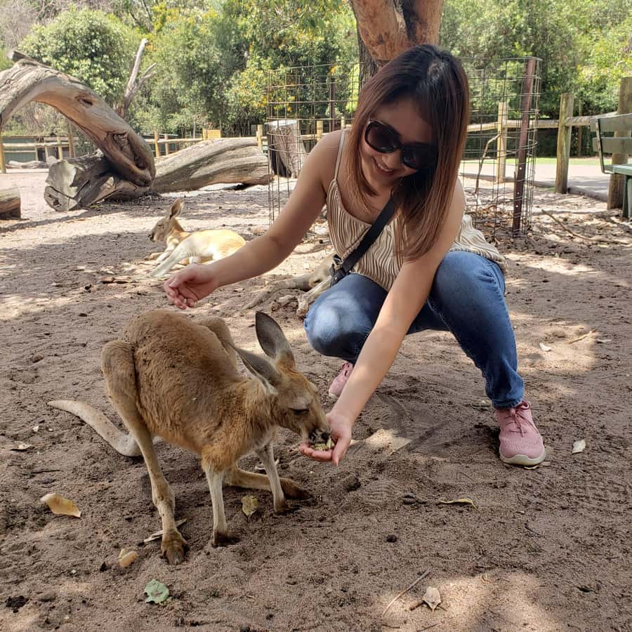 Perth Wildlife Park & City Highlights - Small Group Tours - Swan Valley winery lunch and tasting: the part that feels like a real break