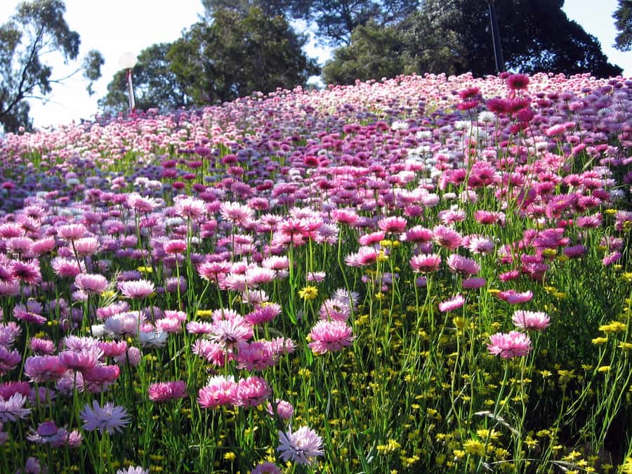 Perth Wildlife Park & City Highlights - Small Group Tours - Margaret River Chocolate Company: a quick tasting that breaks up the day