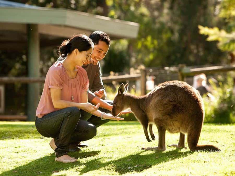 Perth Wildlife Park & City Highlights - Small Group Tours - Caversham Wildlife Park: skip-the-line time with kangaroos, koalas, and wombats