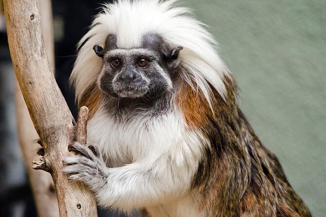 Phoenix Zoo Admission Ticket - Key Things to Know Before You Go
