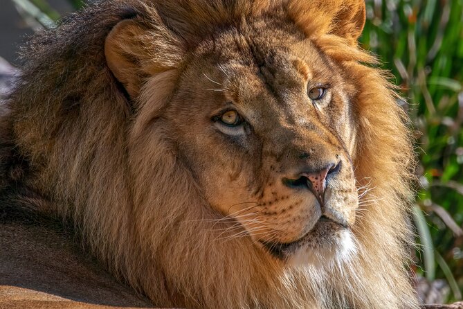 Phoenix Zoo Admission Ticket - Top Animal Zones: Orangutans, Elephants, Tigers, Komodo Dragons