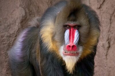 Phoenix Zoo Admission Ticket - Seeing It All on 125 Acres: How to Walk Smart