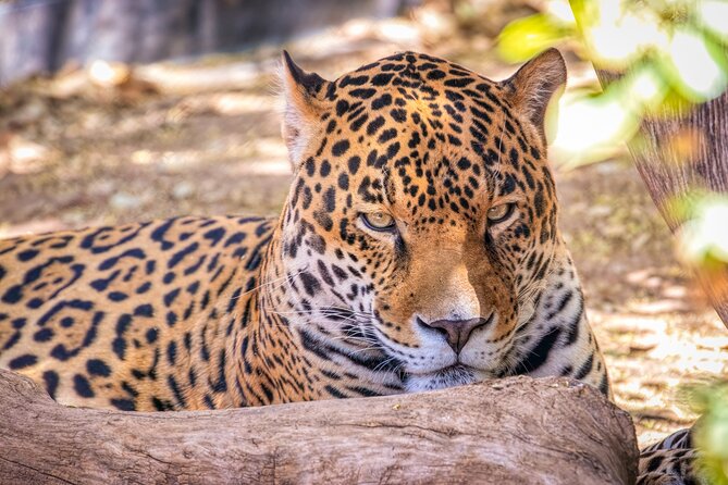 Phoenix Zoo Admission Ticket - Animal-First Extras: Stingray Bay, Safari Cruiser, and the Carousel