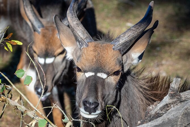 Phoenix Zoo Admission Ticket - Food, Shops, and the Real Cost of a Zoo Day