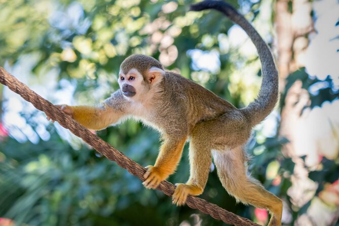 Phoenix Zoo Admission Ticket - Group Size and Getting Around Once You’re There