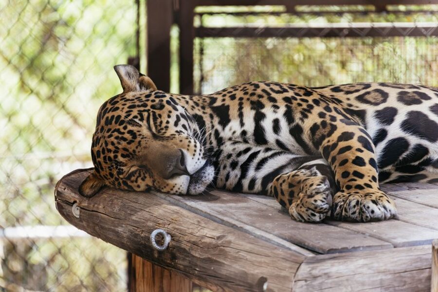 Phoenix Zoo One Day General Admission Ticket - Rules That Matter (So Your Day Stays Smooth)