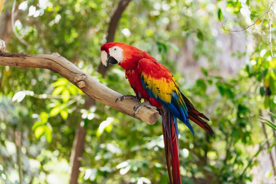 Phoenix Zoo One Day General Admission Ticket - Orangutans, Komodo Dragons, and Other Standout Species