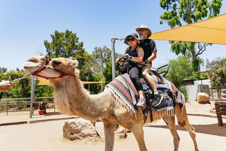 Phoenix Zoo One Day General Admission Ticket - Food, Restrooms, Strollers, and Getting Around