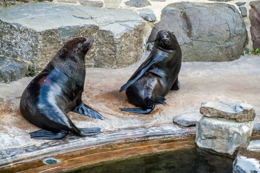 Prague: Boat Ride to the Zoo and Admission Ticket - Prague Zoo by Boat: Why This Combo Works