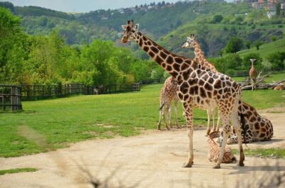 Prague: Boat Ride to the Zoo and Admission Ticket - Getting Oriented: Meeting Points and How the Route Flows