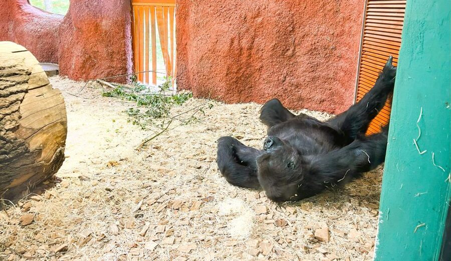 Prague: Prague Zoo Audio Guide with E-Ticket - What the Audio Tour Covers: History, Pavilions, and a Visit Strategy