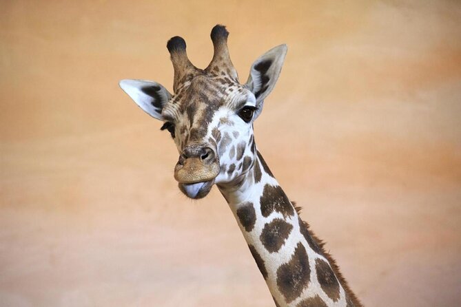 Prague Zoo Admission Ticket including Round Trip Transfer - Key Things I’d Focus On